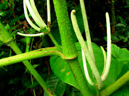 Image result for Piper umbellatum