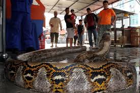 Beliau berkata, orang awam cuba membantu mangsa namun tidak berjaya dan mangsa meninggal dunia di lokasi. Ular Sawa Gergasi Ditemui Di Pasar Payang Kuala Terengganu Kartel Dakwah