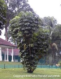 Image result for Heptapleurum actinophyllum