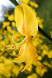 Image result for Aptosimum junceum