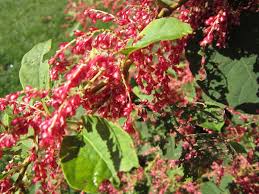 Check spelling or type a new query. Can Someone Identify This Flowering Bush From The Us Biology Stack Exchange