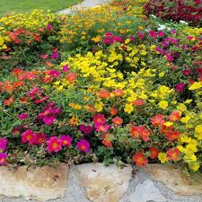 Image result for Portulaca kermesina