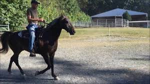 We did not find results for: Gaited Kentucky Mountain Horse For Sale Hooch Youtube