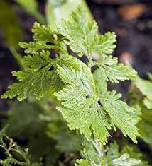 Image result for Selaginella cathedrifolia