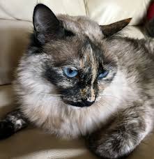 Black And White Siamese Cat Mix Tortie Point Ragdoll Siamese Mix Siamese Cats Cat Breeds Siamese Cats And Kittens
