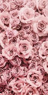 Fleurs Rosesfleurs Roses Cvetochnye Fony Rozovye Rozy Cvetochnye Kartiny