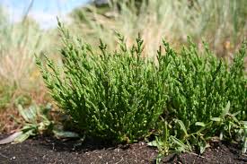 Image result for Sarcocornia decumbens