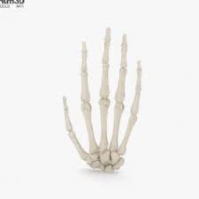 Human bone 3d model 3ds max community, 3ds max downloads, 3ds max resources, 3ds max users, 3dsmax community, 3dsmax resources. 3d Bone Model Stlfinder