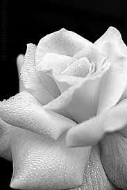 Pin By Mitzie Quave On Black And White Black And White Flowers White Photography Black And White Photography