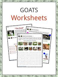 Goat Facts Worksheets Diet Habitat Information For Kids