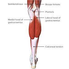 Can you pick the muscles of the posterior leg? Leg Concise Medical Knowledge