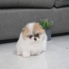 Dog Breeders Dog Kennels Oustanding Pomeranian Puppies Pomeranian Spitz Ireland Dublin