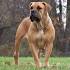 AFRIKA BOERBOELE | boerboel | puppies | pedicure dogs