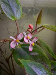 Image result for Begonia elaeagnifolia