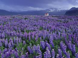 Wild Lupine And Church Near Hellissandur Snaefellsnes Peninsula Iceland Jpg Lupine Flowers Beautiful Flowers Photos Flower Field