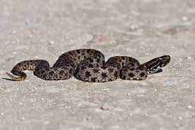 We did not find results for: Species Profile The Pygmy Rattlesnake Embora Pets