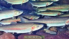 سمك السلمون المرقط فوائد وأضرار لجسم الإنسان الطبق الرئيسي 2021