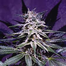 This scary skull weed tattoo is a fine work of smoking hot art. Forget Growing Weed Make Yeast Spit Out Cbd And Thc Instead Wired