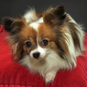Papillon Facts - Wisdom Panel™ Dog Breeds