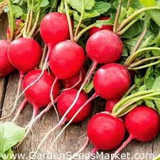 Satu persatu penutup tubuh kami bertebaran di lantai. Lobak Rumba F1 Akar Bulat Merah Garden Seeds Market Penghantaran Percuma