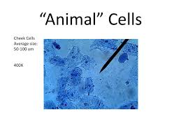 We did not find results for: Cork Cells Pgs X X Average Size Of Cork Cells Um Ppt Download