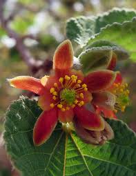 Image result for Grewia olukondae