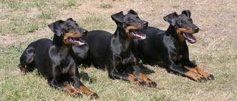 They are now treated as one breed — the manchester terrier — with two varieties: Manchester Terrier All About Dogs Orvis