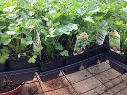 Only store the best roots. Organic Home Garden Plants Summer Wind Farms