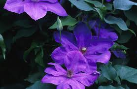 Image result for Clematis costata