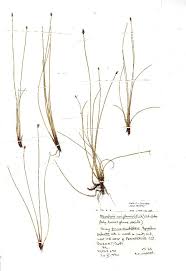 Image result for Eleocharis naumanniana