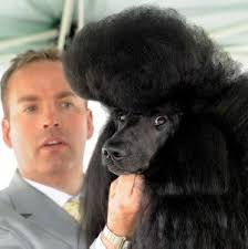 Dogs have their day in Ballarat