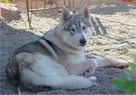They listen well to commands, are easily trained, and just highly the husky malamute mix is sensitive and intuitive. Wolamute Dog Breed Information And Pictures