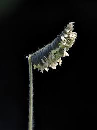 Image result for Microchloa altera