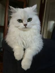 Nurdan Dokuzoguz Adli Kullanicinin Cats Panosundaki Pin 2020 Sevimli Kediler Evcil Hayvanlar Cok Sirin Hayvanlar