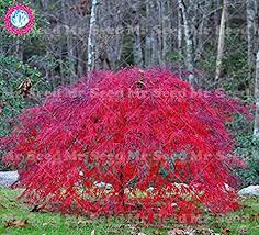 Dwarf japanese maples can be used in miniature conifer beds and rock gardens to provide dynamic contrast throughout season. Homely 10 Pieces Rare Dwarf Wines Japanese Maple Tree Seeds Garden Zier Tree Types Shrubs Seeds 2 Amazon De Garten
