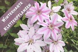 Eine große auswahl blühender kletterpflanzen findet sich unter den sorten der clematis. Winterharte Schnellwachsende Kletterpflanzen 20 Sorten Gartenlexikon De