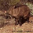 Peccary