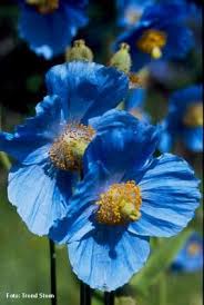 Pavot Bleu De L Himalaya Plans De Jardin De Fleurs Pavot Bleu Belles Fleurs