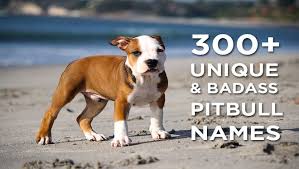 Pitbull husky mix puppies from breeders. 300 Unique Badass Pitbull Names For Male Female