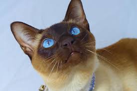 Now let's have a look at the various colors that create them. Tonkinese Cat Facts Personality Coat And Health Aspca Pet Health Insurance