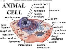 For assistance, turn to page 27 in bc science 8. Chapter 3 Unit A Cytology The Science Of