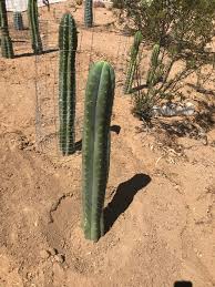 I'm asking because i have an opuntia. New Monster Bridgesii Eileen Cut Rooting Cactus