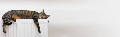 Over the last 40 years, petplan has helped millions of pets through illness and injury. Discover Our Affordable Pet Insurance For Your Cat Or Dog Online Www Pet Insurance Co Uk