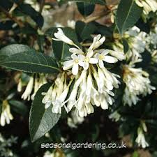 Shop with confidence on ebay! Osmanthus Planting And Growing Shrubs