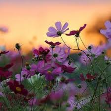 تنزيل احلى صور خلفيات روعة وجديدة وجميلة من أفضل الخلفيات بجودة Hd Flower Backgrounds Android Wallpaper Hd Wallpapers For Mobile