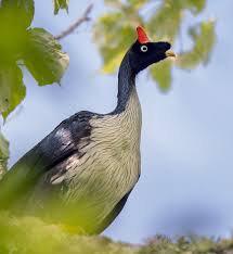 Image result for Hua gabonii