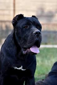 Kopek Dunyasi Adli Kullanicinin Cane Corso Panosundaki Pin 2020