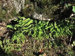 Image result for Asplenium goetzei