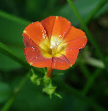 Image result for Solanum supinum