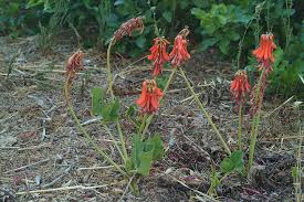 Image result for Erythrina zeyheri